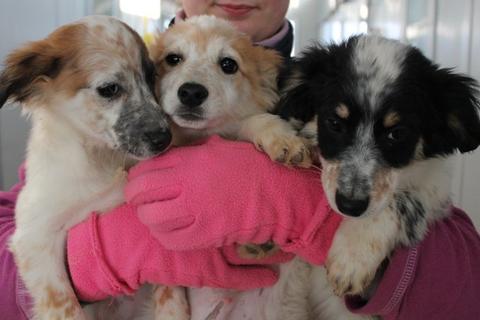 Gli iPups: Iva, Iole, Ian